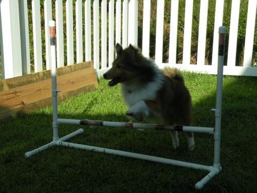Lexi learning to jump (low)