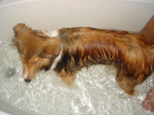 Lexi (notice her very "sad" ears...she gets those when she is sleepy, or sad!)