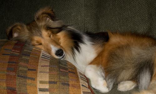 Lexi sleeping with her eyes shut tight