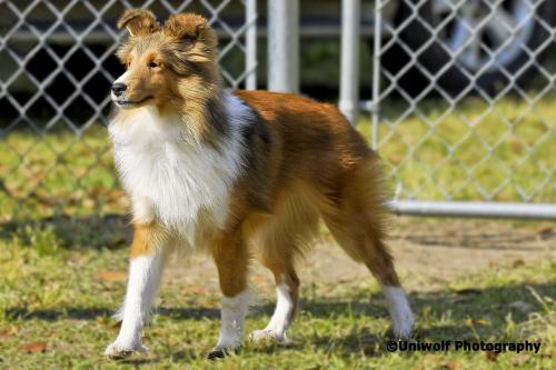 Lexi strutting
April 2010