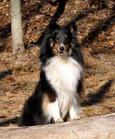 Liesl - Cinnabar Ashburton Island Girl