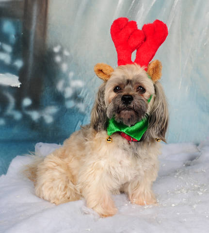 Lily reindeer