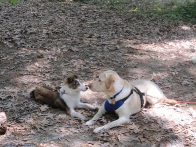 listen tucker I repeat i am not a sqeak toy