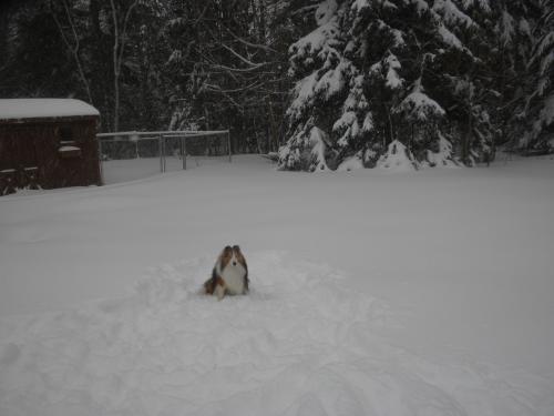 Little Joey, big snow