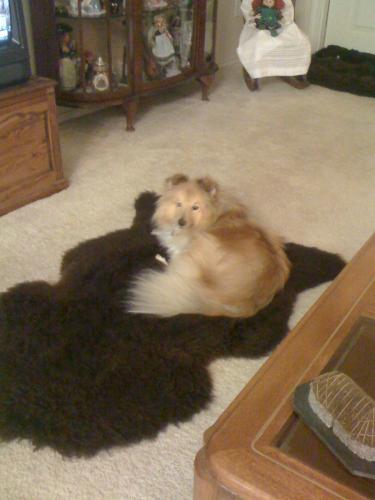 Little Malai on her Highland Sheep rug. Nice and warm. :)