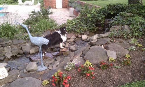Logan in the pond