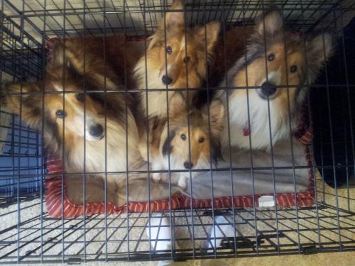 Look, we'er cute! Now let us out!