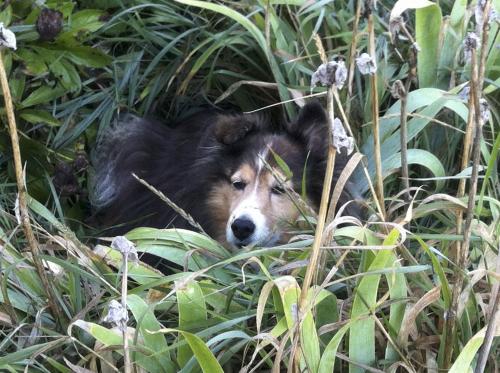 Looking for a cool place to rest.