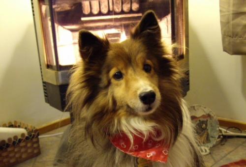 Louie 10th Birthday
