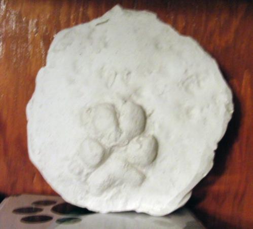 Louie's paw print