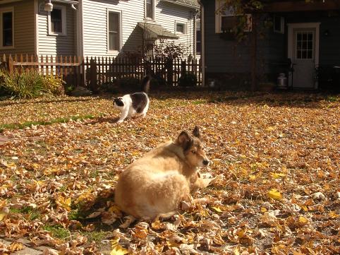 lounging in the leaves