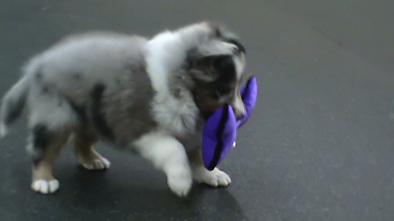Loves his toys