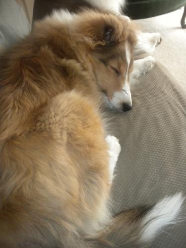 Lucy asleep on the couch