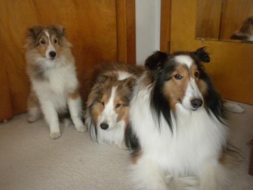 Lucy, Joey and Bailey.  Note the wary expressions of Joey and Bailey!