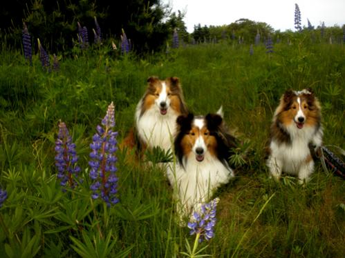 Lupine portrait on Bar Island