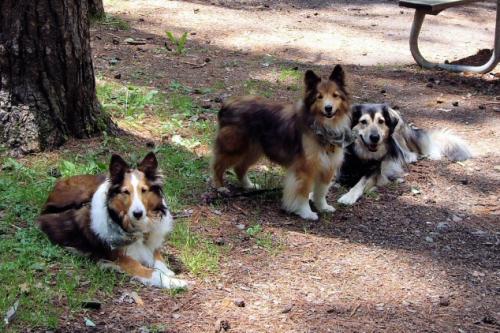 Maddie,Louie and Misty