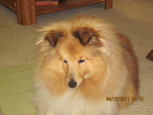 Malai - such a sweet puppy