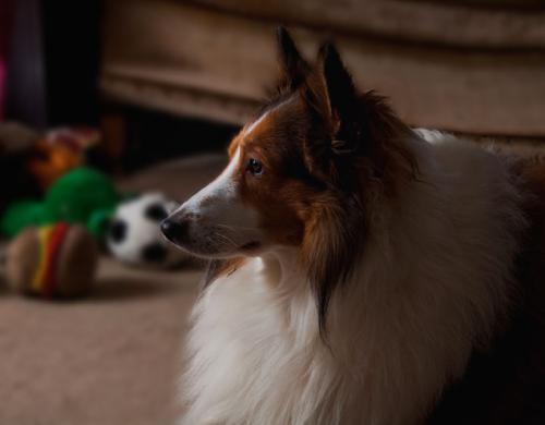 Mally and some of his many toys.