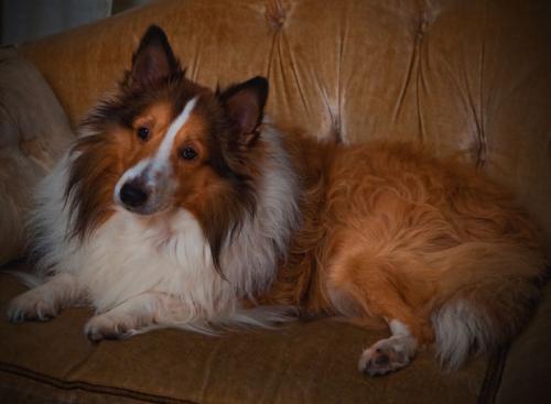 Mally and the gold couch.