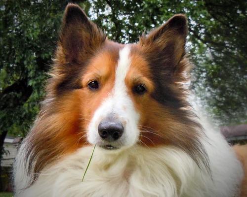 Mally lounging in the backyard - note the dapper way he hangs the blade of grass from his slight lips.
