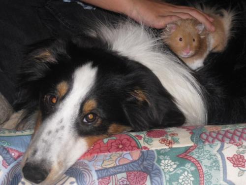 Maverick and Hammy hanging out!