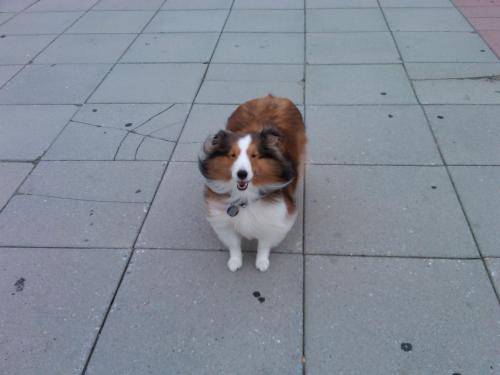 Max as he walks on the boardwalk everyday. This is the first time I could put pictures up! Before I never was able! This is mymboy