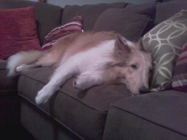 Max watching TV