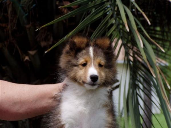 Meggie 11 weeks