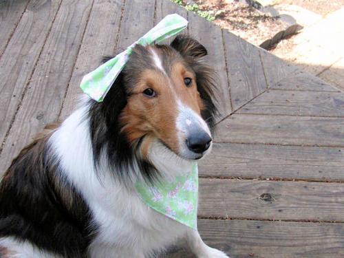 MeggieEasterBow2011