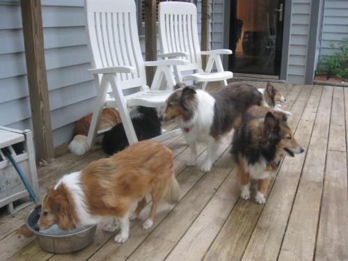 Mess o' shelties!