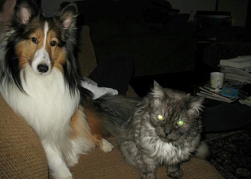Milo and Natasha.  Milo was approx. 3 and Natasha was approx. 16.  They were best buddies and used to play all the time.  Natasha passed away when she