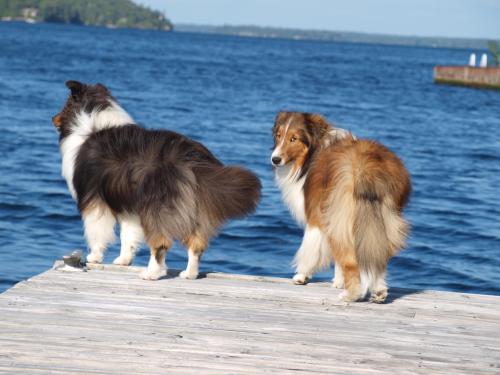 Mom!  Do you really have to get our fluffy butts on camera!?  Puhlease!