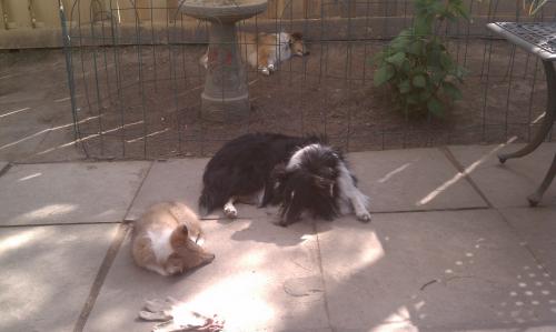 Mom made us clean the yard