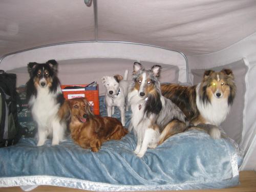 Mommy, can I have some friends over?? (from left to right: DeDe, Aley, Darby, Deja, Ginger)