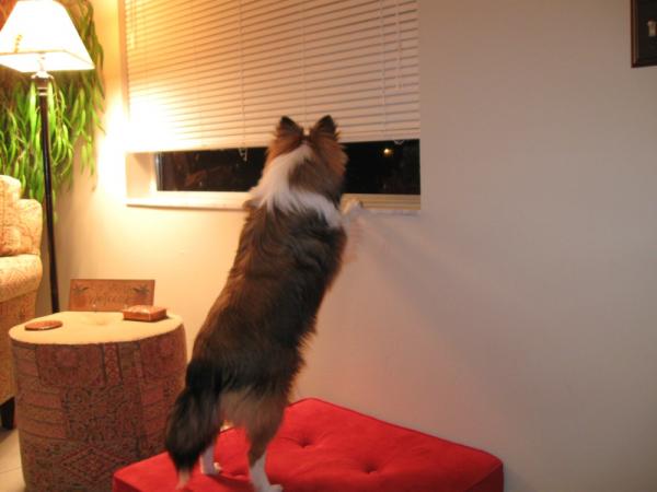Mom's all time favorite pic - The big girl looking out the window