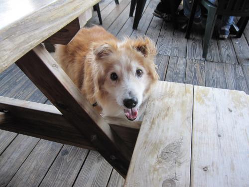 more chicken... please