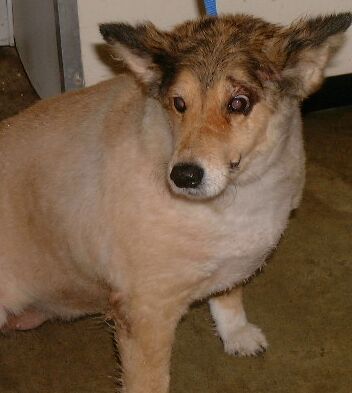 Muff at Shelter the day she came home with me. She was ten years old.