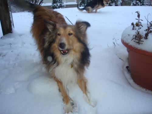 must bark and get Mom to kick the snow
