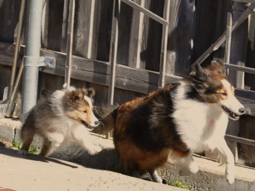 mutt and jeff