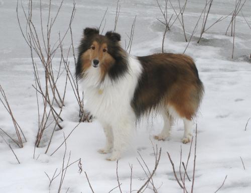 My beautiful girl Sadie, striking a pose.