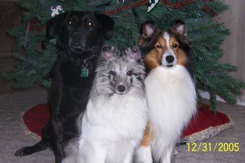 My dog angel Jazz, Ember and Justice xmas 2005