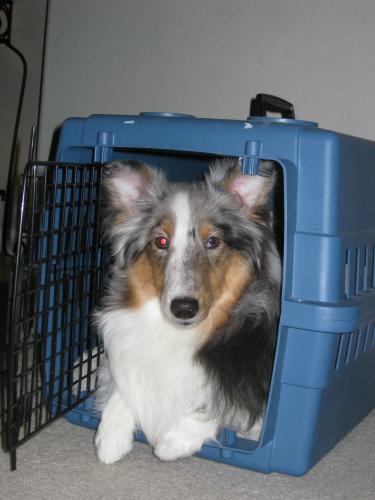 My how she's grown! Here's the kennel she used whenwe first brought her home.