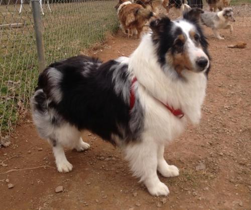 My Loch-Mere's Isadorable "Dora" 2 years old