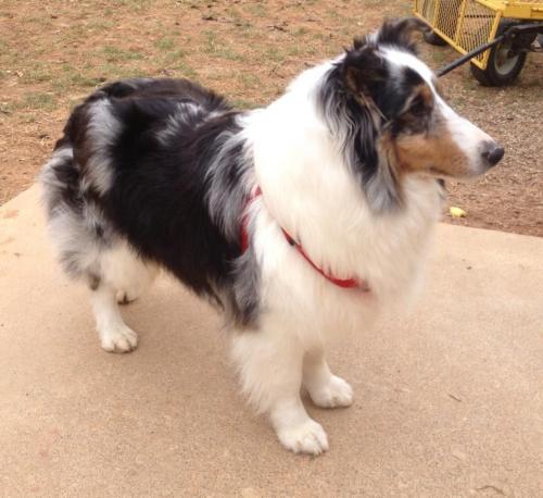 My Loch-Mere's Isadorable. "Dora". 2 years old