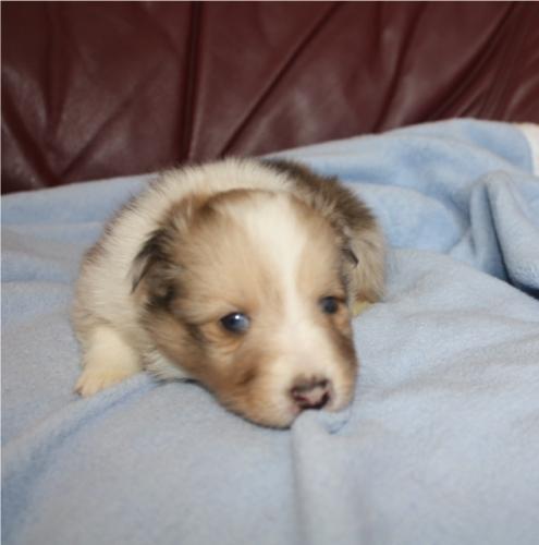 My new boy....Blue eyes.....so no conformation for him