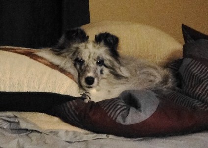 My queen bee in her pillow fort