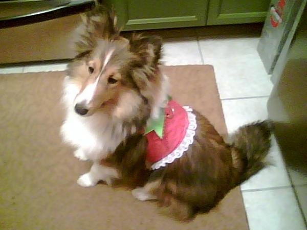 My sister made me this Christmas harness