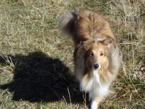Na na na, can't catch me....

That's naughty Deska poking his tongue out!  Where do they learn these things... ;)