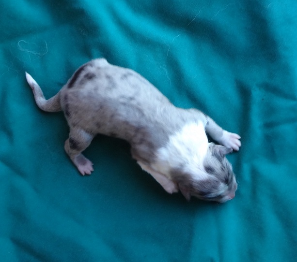 newborn