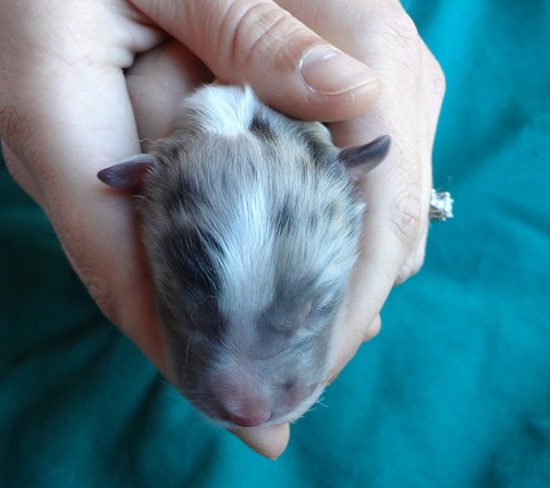 newborn